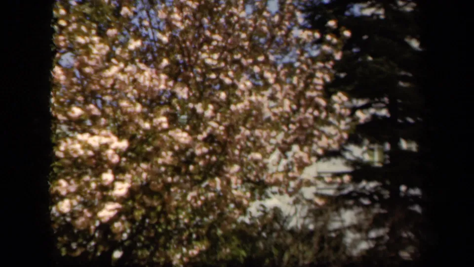 1943 Baltimore home-movie frame showing a blooming tree with pale pink-white flowers and shaded foliage.