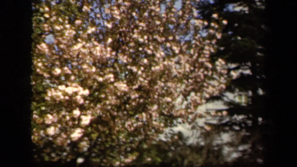 1943 Baltimore home-movie frame of a flowering tree canopy, with pale blossoms against darker surrounding foliage.