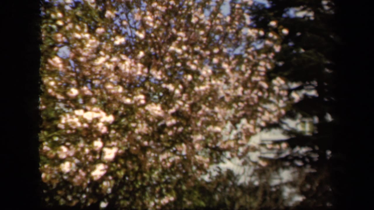 Soft wide view of a flowering tree with pale blossoms and dark vertical trunks.