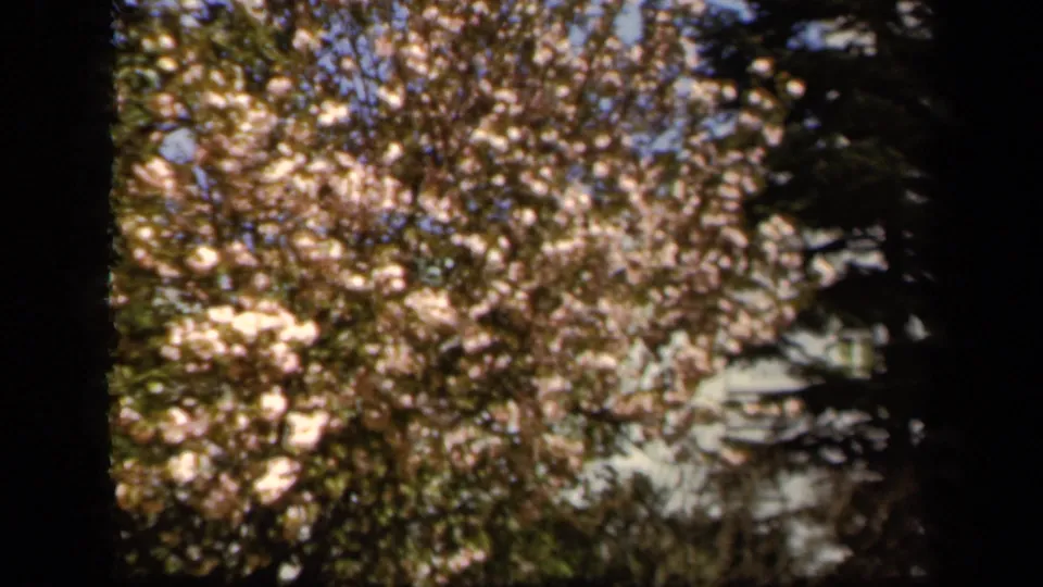 1943 Baltimore home-movie frame showing a flowering tree canopy with pale pink blossoms, shaded trunks, and soft 8mm focus.
