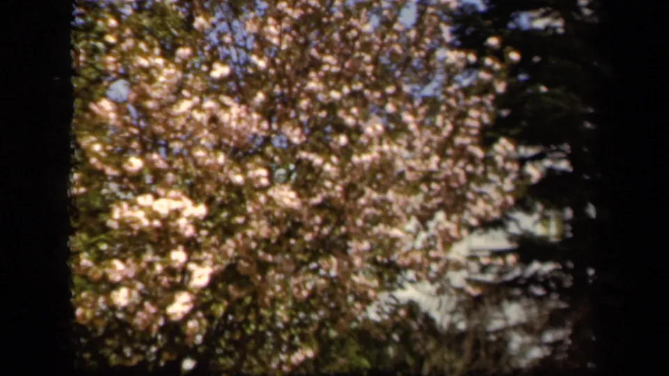 1943 Baltimore 8mm frame with pale spring blossoms across a tree canopy, bordered by dark trunks and shadowed leaves.