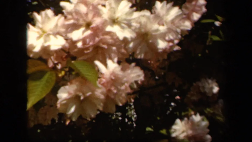 Close 1943 Baltimore home-movie view of pale pink blossoms and green leaves, with dark background foliage and warm 8mm color.