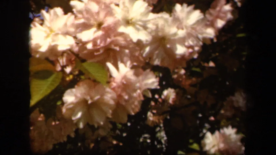 Close 8mm frame from 1943 Baltimore showing clustered pale pink blossoms, green leaves, and deep shadowed foliage.