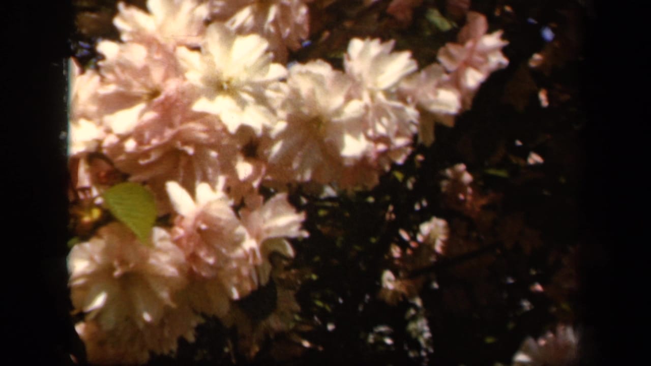 Close 8mm view of pale pink and white flowers in a Baltimore garden, attributed to 1943 home-movie footage.