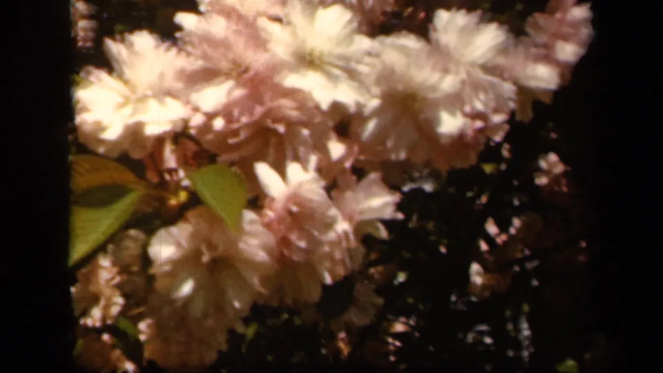 Close garden view of pale blossoms and leaves, with dark tree or frame shadows in 1943 Baltimore home-movie footage.