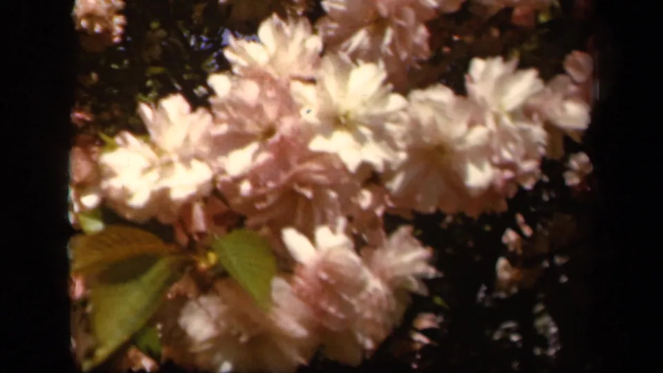 Soft 8mm close-up of pale pink and white garden flowers, supported by metadata as Baltimore in 1943.