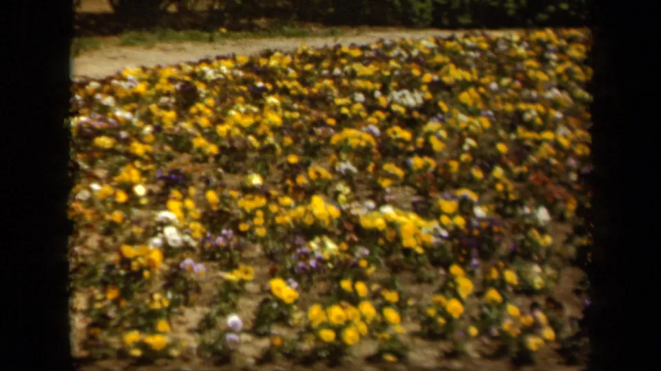 Wider 1943 Baltimore garden view showing a dense flower bed with yellow, purple, and white blossoms beside a path.