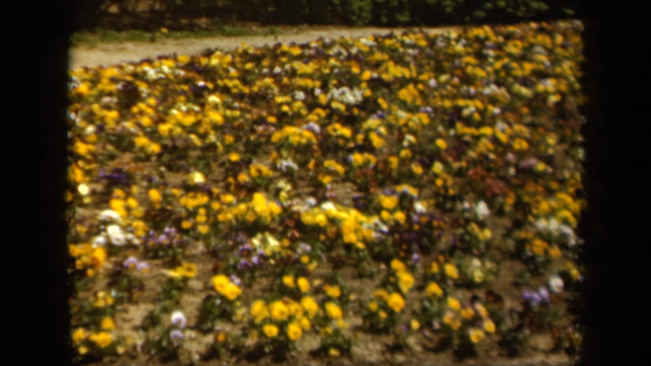 1943 8mm home-movie view of a flower bed in Baltimore, with yellow pansies, scattered purple and white blooms, soil, and background greenery.