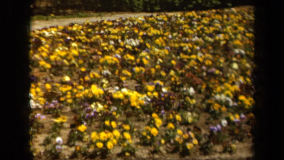 Baltimore garden footage from 1943 shows a dense flower bed with yellow blooms, purple and white flowers, a strip of soil, and dark foliage beyond.