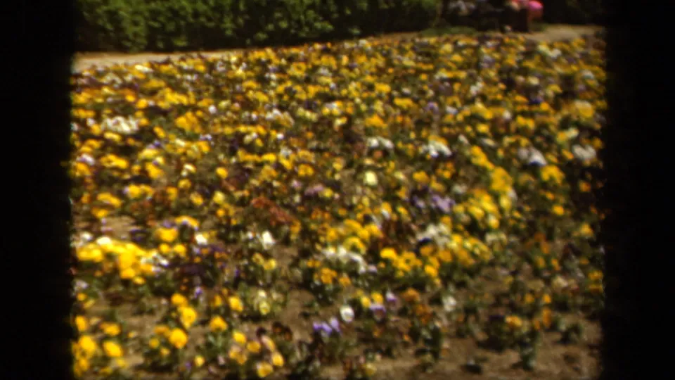 1943 Baltimore home-movie frame showing a wide pansy bed with yellow, purple, and white flowers, soil between plants, greenery, and a distant indistinct person.