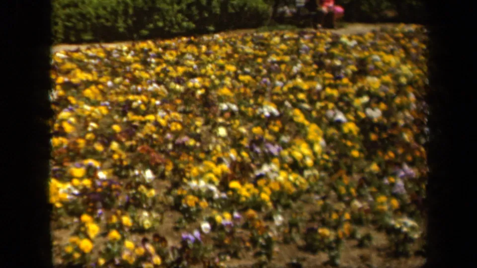 Soft 8mm frame from 1943 Baltimore showing a flower bed of yellow, purple, and white blooms with dark greenery and an indistinct distant person.