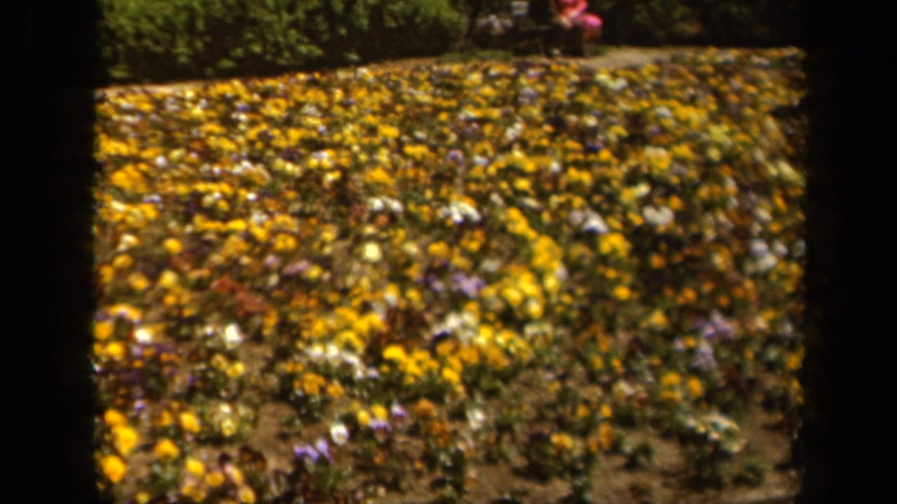 1943 Baltimore home-movie frame showing a wide bed of pansies in sunlight, with dark 8mm gate edges and greenery behind.