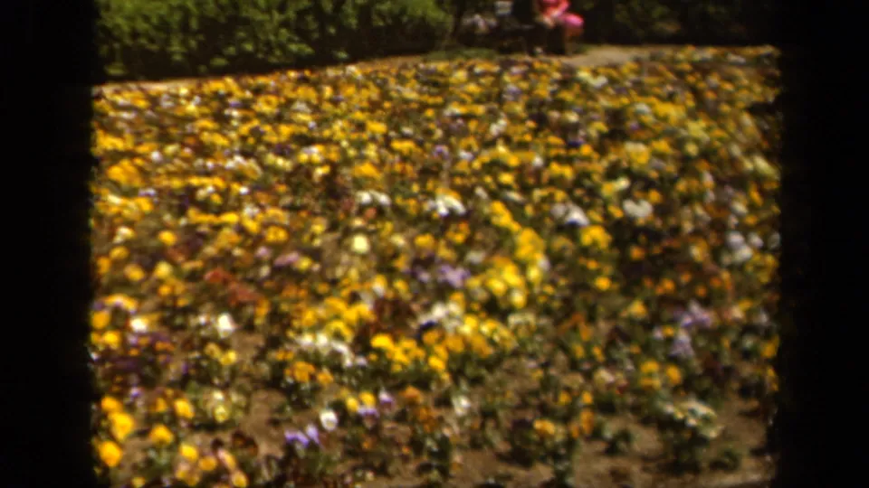 1943 Baltimore home-movie frame showing a wide bed of pansies in sunlight, with dark 8mm gate edges and greenery behind.