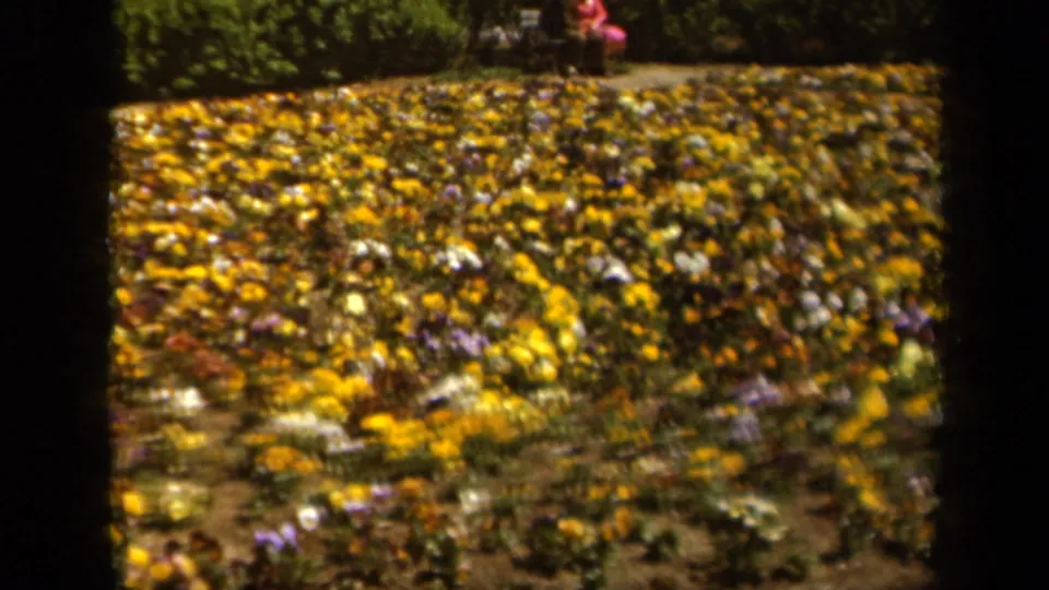 1943 Baltimore garden view with colorful pansies across the foreground and a distant seated person in pink near the back.