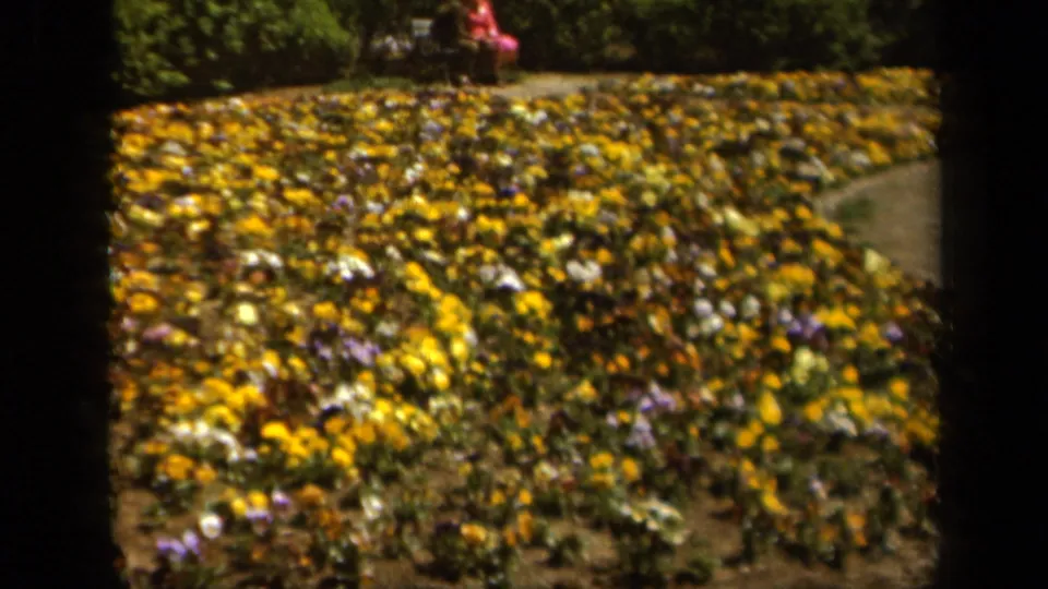 1943 Baltimore home-movie frame showing pansies beside a curved garden path and a small seated figure in pink in the distance.