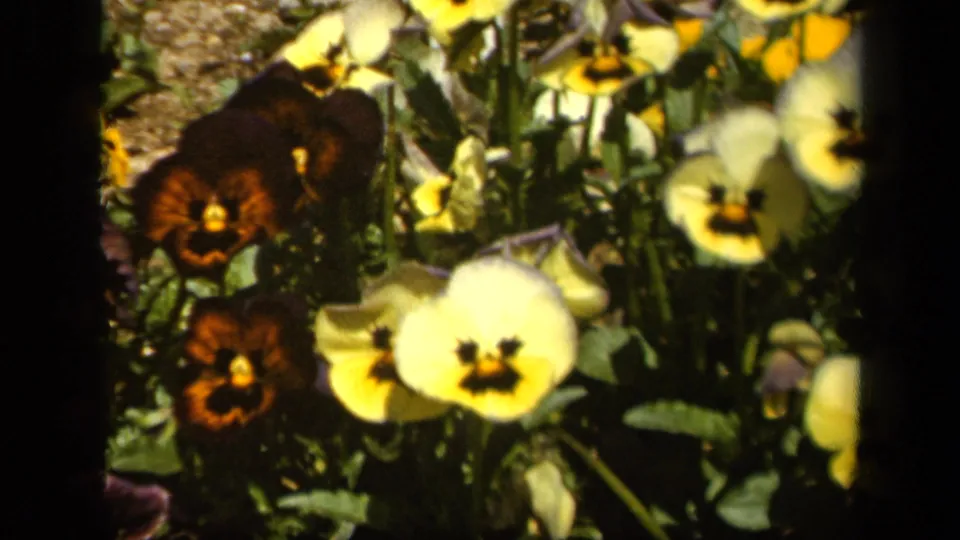Close 8mm view of pansies in a Baltimore garden, showing pale yellow blossoms, dark red flowers, leaves, and shallow-focus detail.