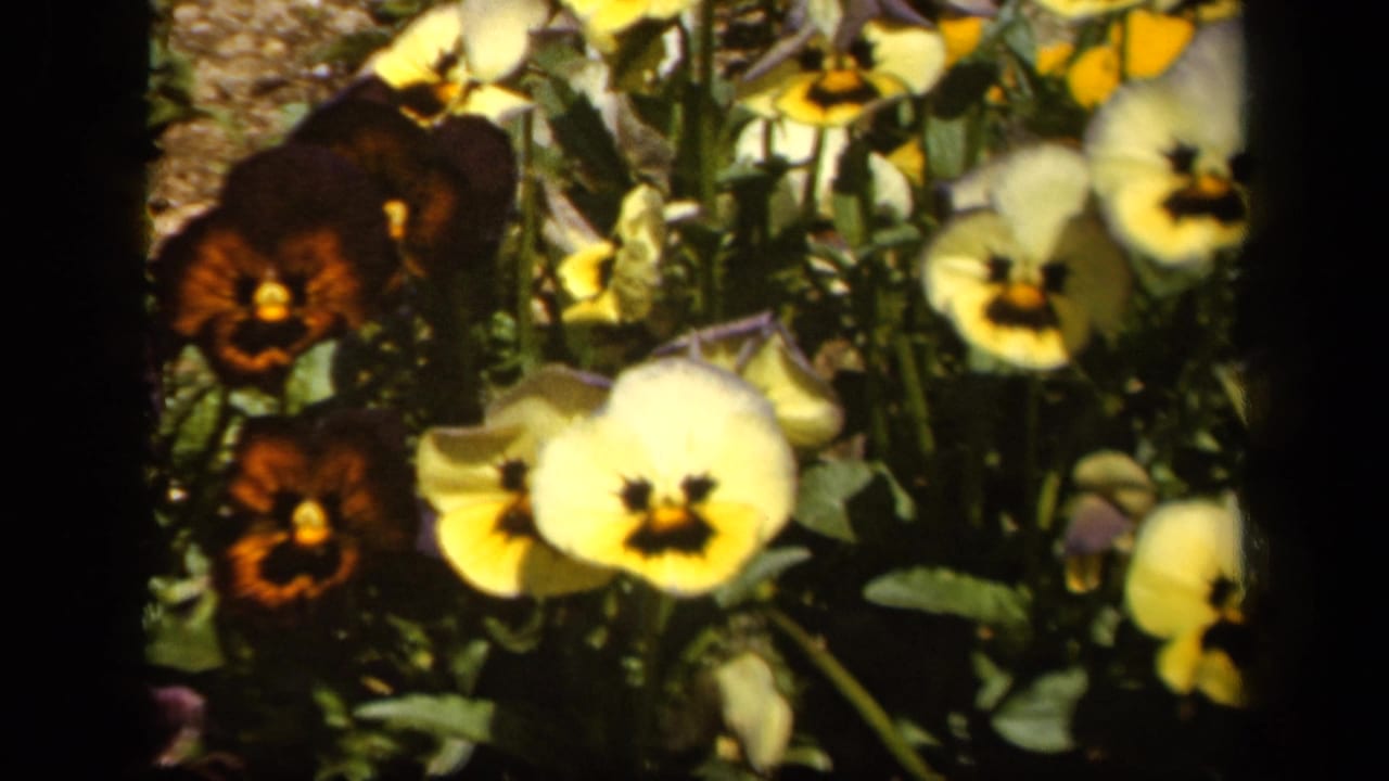 1943 Baltimore 8mm close-up of yellow and dark pansies growing in a dense garden clump, with soft focus and warm color.