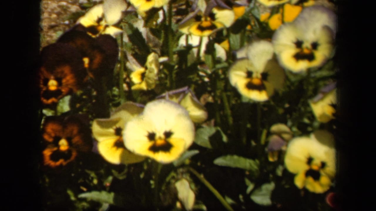 Pansy flowers and foliage seen close up with black film borders.