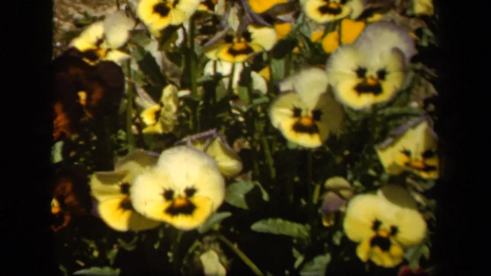1943 Baltimore 8mm frame of a pansy clump, with yellow blossoms, darker flowers, green leaves, and warm home-movie color.