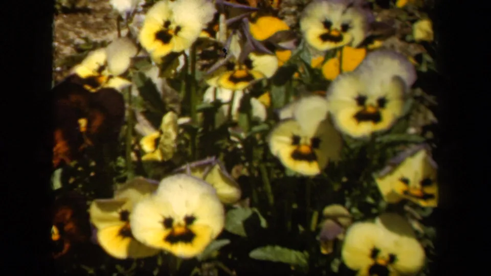 1943 Baltimore color 8mm view of yellow and dark pansies in a compact garden patch, framed by black film edges.