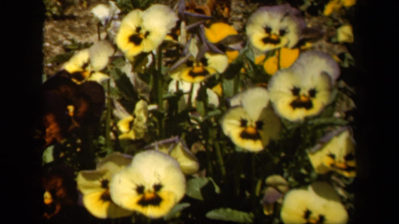 1943 Baltimore 8mm frame showing pale yellow pansies in close-up, with soft focus, warm color, and dark film borders.