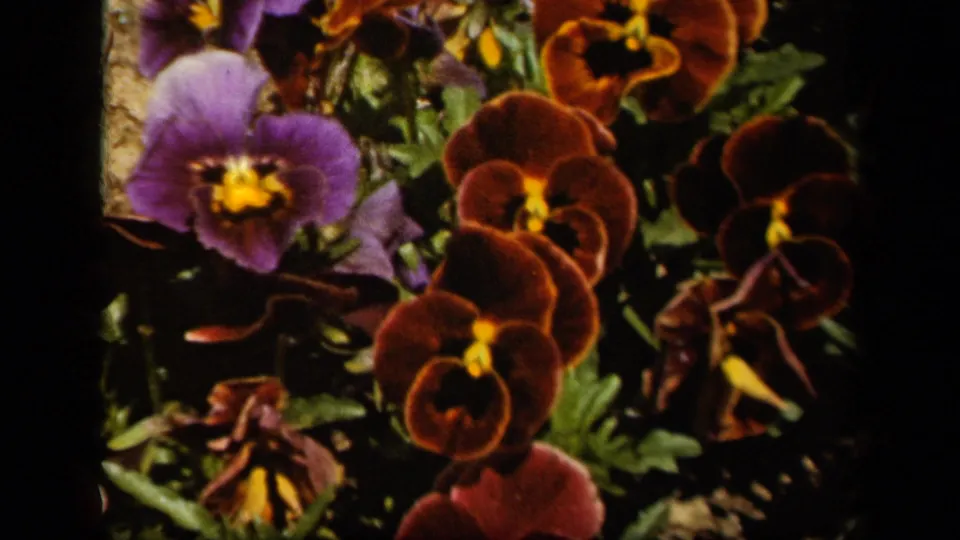 Close-up 8mm garden frame from the 1943 Baltimore clip with purple and reddish brown pansies against green leaves.