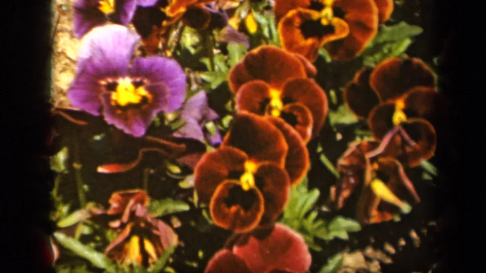 1943 Baltimore garden close-up showing purple and reddish brown pansies with yellow centers and visible 8mm frame edges.