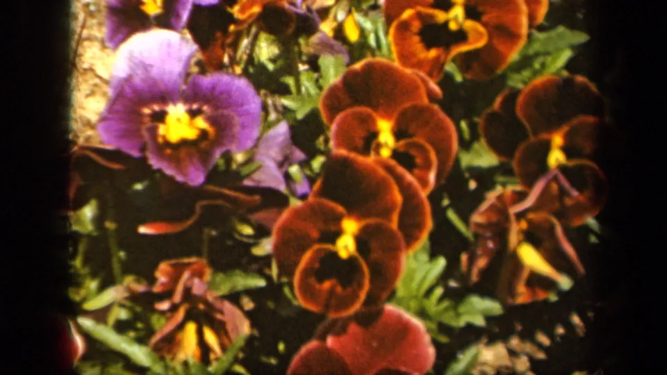 Final 1943 Baltimore 8mm frame with reddish brown pansies, a purple bloom, green foliage, and warm home-movie color.