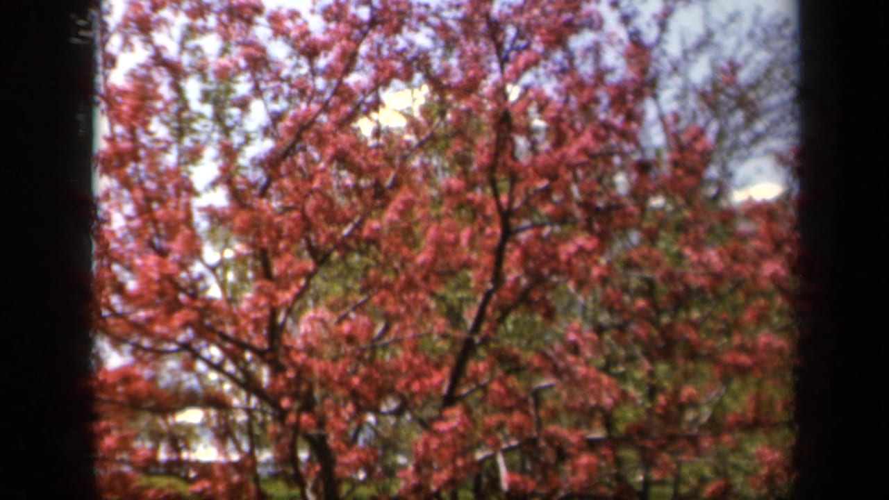 1943 Baltimore 8mm frame showing pink blossoms and green foliage viewed through dark window-like edges.