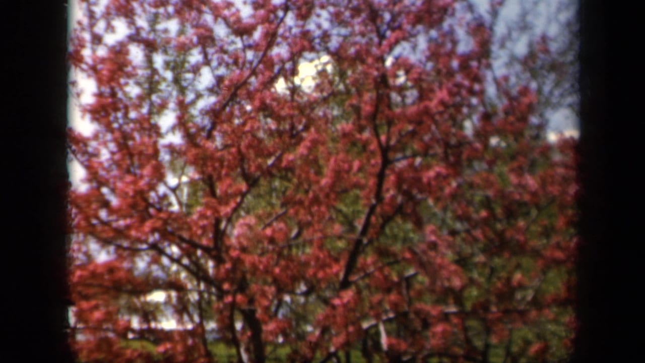 Flowering tree branches with pale sky and a dark center divider.