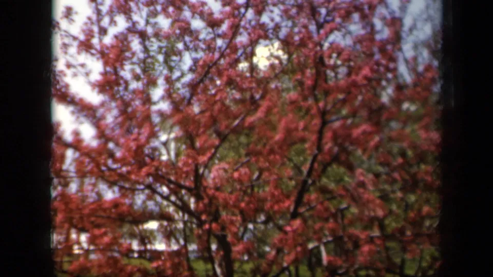 Soft 8mm view of dense pink blossoms and green leaves, likely the same Baltimore spring tree from a home-movie reel.