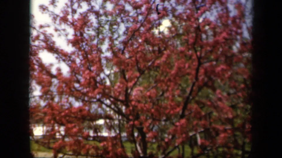 Final 1943 Baltimore frame with pink flowering branches, green foliage, and dark film or window borders around the view.