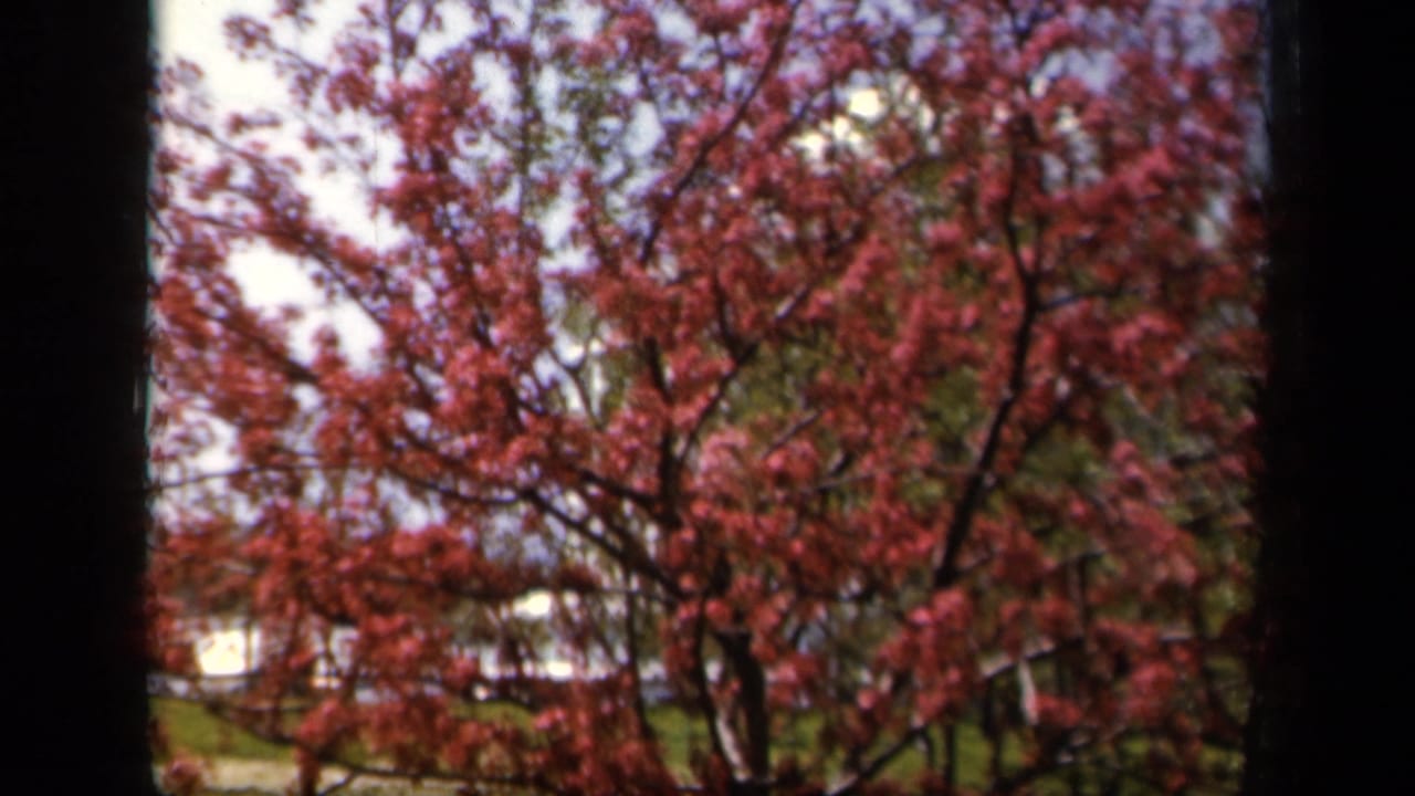 Pink flowering tree branches sway near a street with distant parked cars.