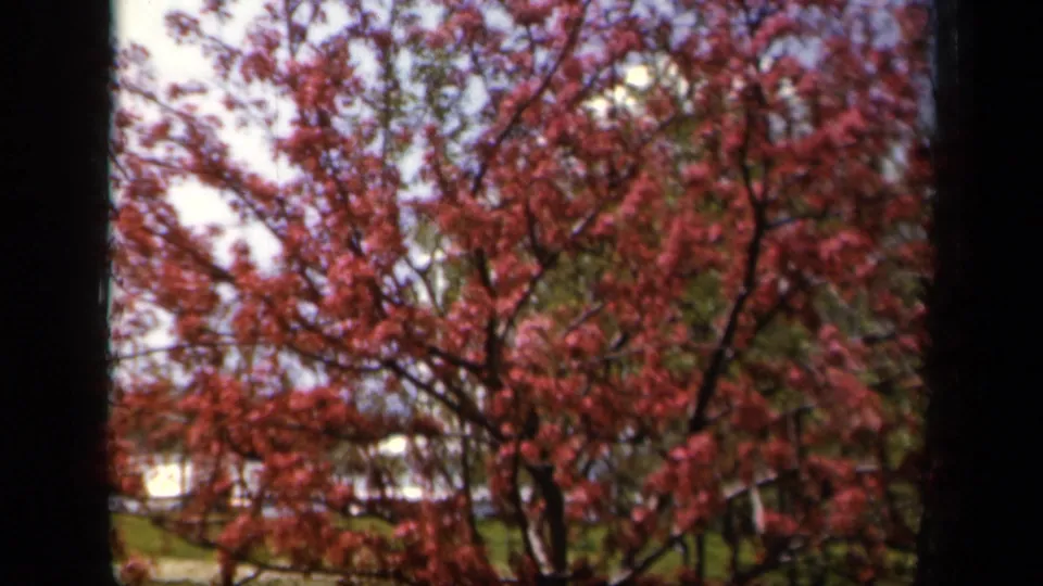 1943 Baltimore home-movie frame showing pink flowering branches moving in wind with parked cars faintly visible beyond.