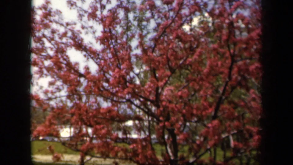 1943 Baltimore view of flowering branches against the sky, with a small glimpse of cars and lawn in the background.
