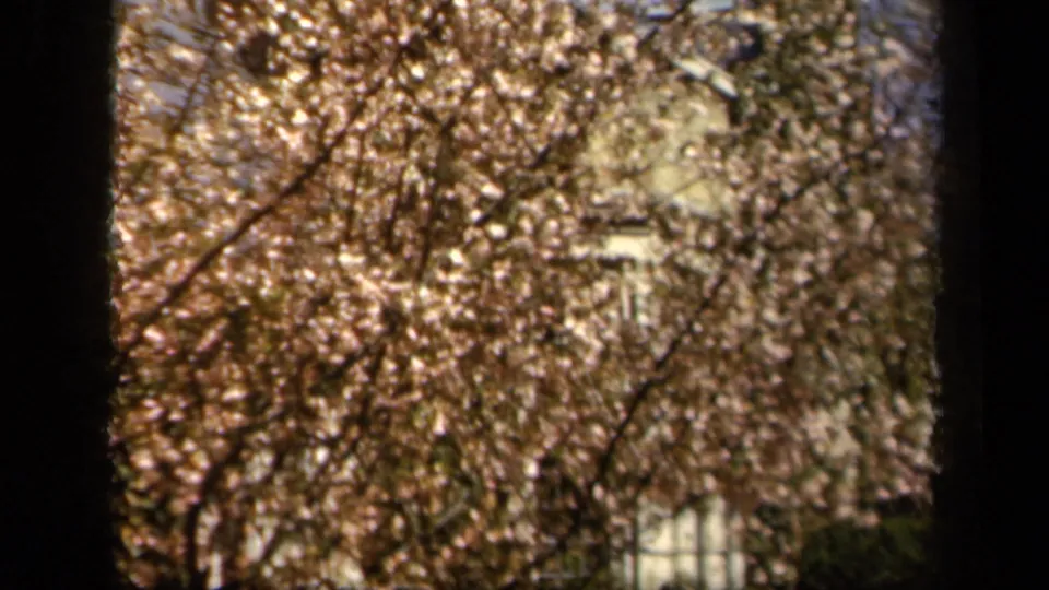 1943 Baltimore home-movie frame emphasizing pink and white blossoms in front of a partially hidden stone house exterior.