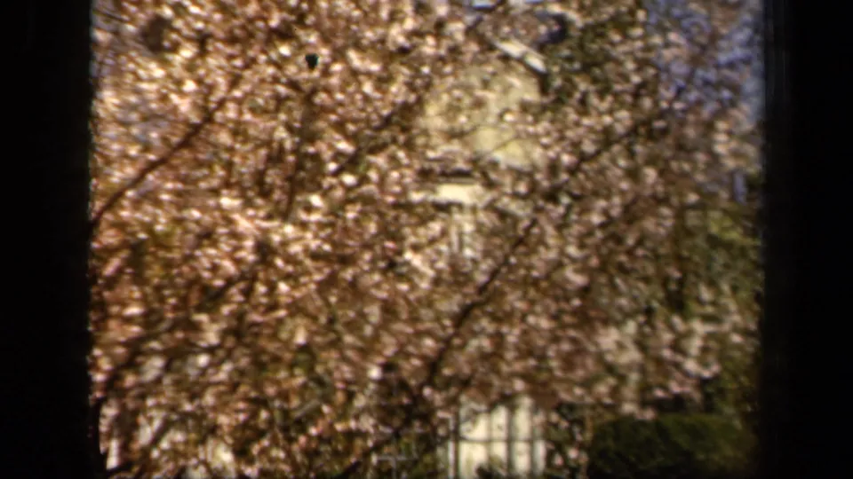 1943 Baltimore frame showing dense spring blossoms across the foreground with a stone house and green shrubs partially visible behind.