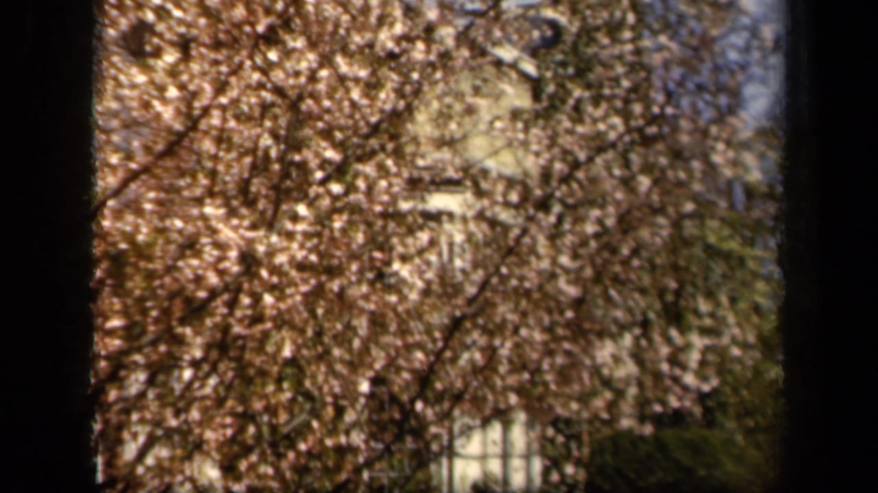 1943 8mm home-movie view of brown and gold leaves partly obscuring a building near the National Cathedral location cue.