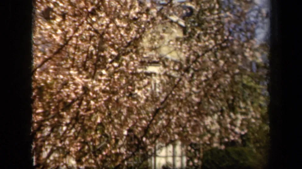 1943 8mm home-movie view of brown and gold leaves partly obscuring a building near the National Cathedral location cue.