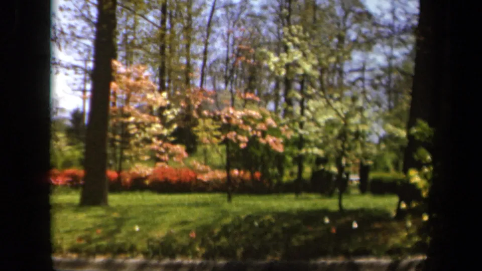 Color 8mm view of a Baltimore garden in 1943, with tall trees, blooming shrubs, lawn, and a dark vertical frame edge.