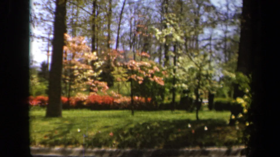 1943 Baltimore garden frame with saturated color, soft focus, tree trunks, lawn, and spring blossoms seen through dark side borders.