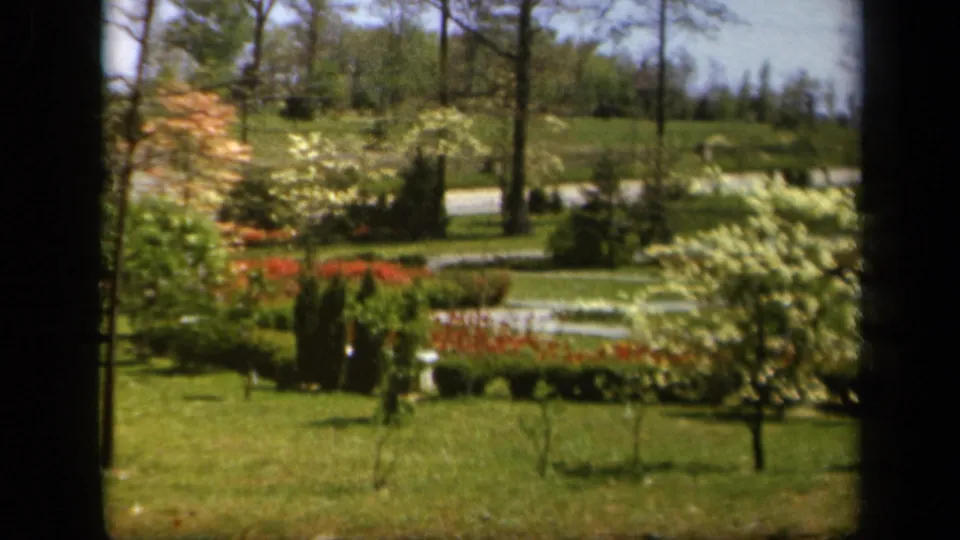 1943 Baltimore-area garden view with bright grass, ornamental shrubs, red flowers, pale paths, and tree trunks in soft 8mm color.