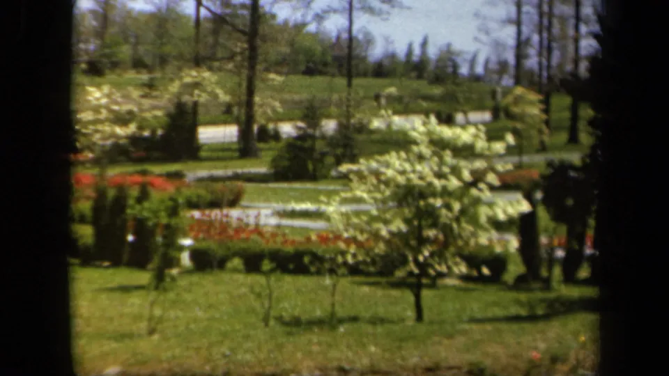 1943 Baltimore garden view on 8mm film, with a white-blossomed tree in front of flower beds, trimmed grass, tall trees, and a road beyond.