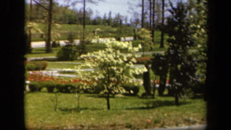 1943 Baltimore home-movie frame of a park landscape with flowering tree, clipped lawn, red flowerbeds, shrubs, and paths.