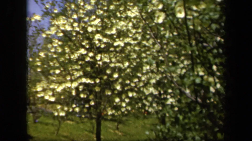 Closer 1943 Baltimore park view of dense white blossoms and leafy branches, with lawn and surrounding greenery behind them.