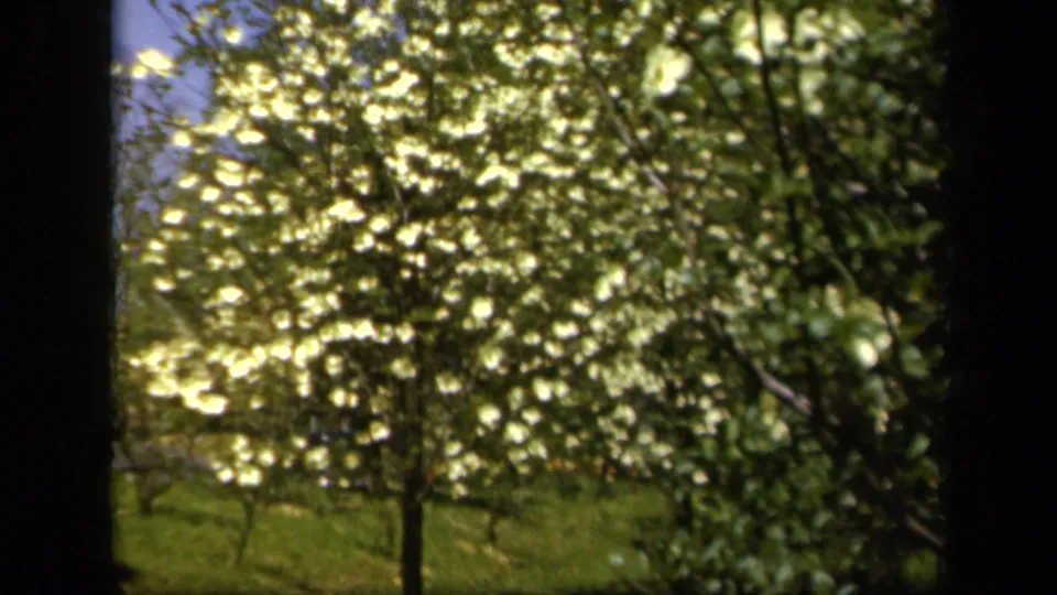 1943 Baltimore home-movie close view of white blossoms, green leaves, and branches swaying against lawn and shrubbery.