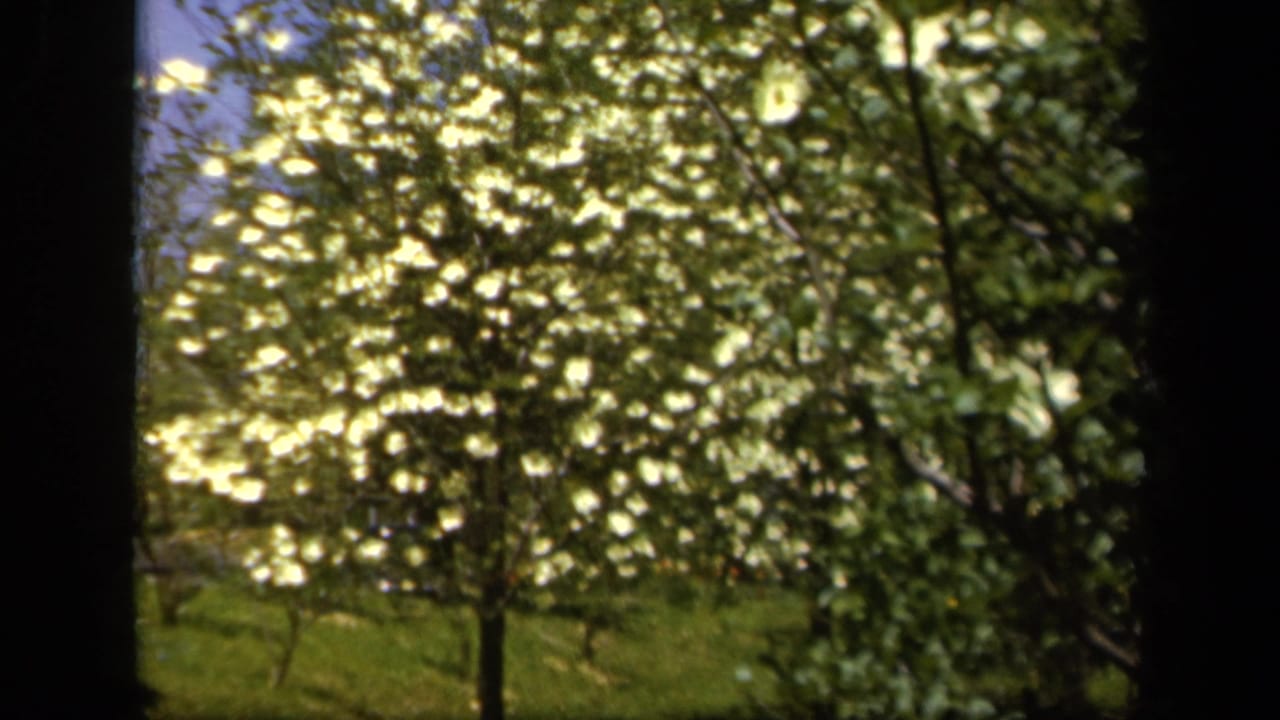 1943 Baltimore 8mm frame showing sunlit garden trees and pale flowering branches through dark film edges.