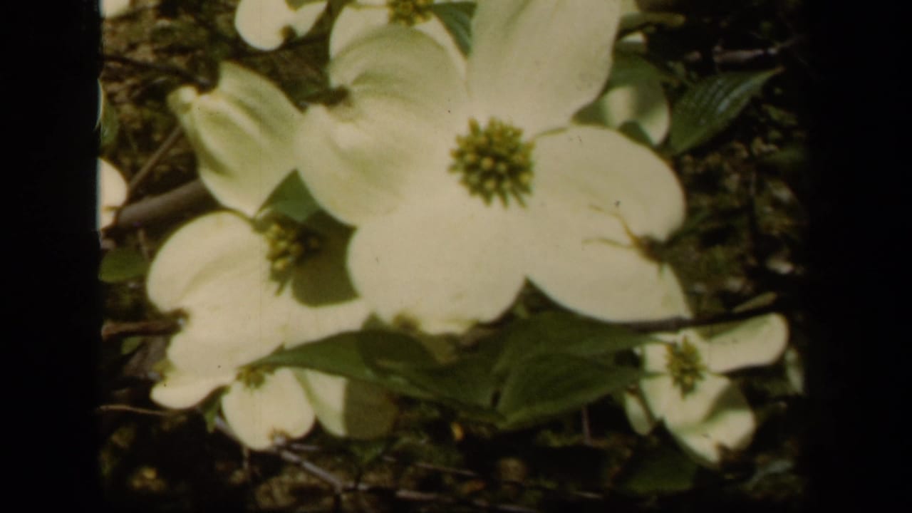 Close view of white dogwood blossoms with green centers and leaves.