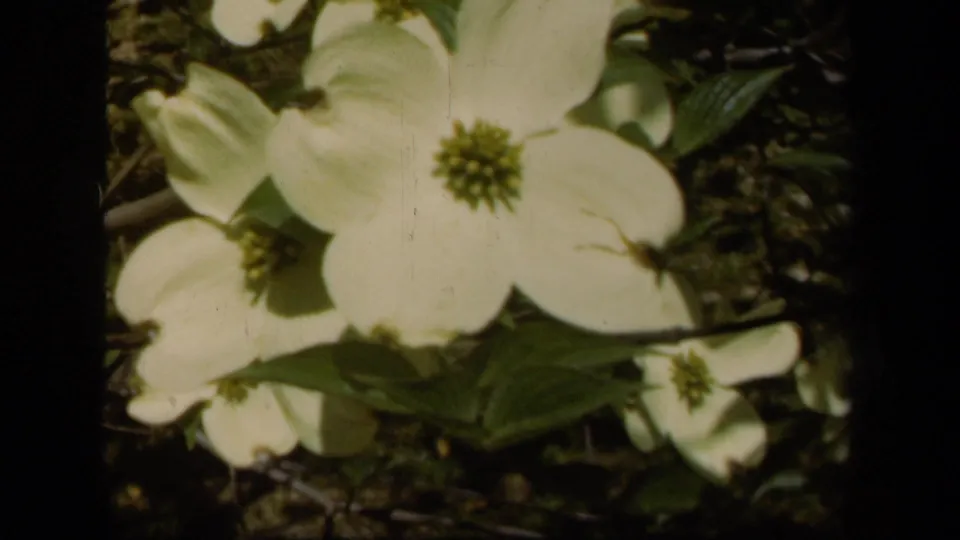 1943 Baltimore 8mm close-up of large white dogwood flowers framed by leaves, branches, and soft garden shade.