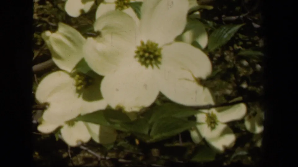 Close 1943 Baltimore 8mm frame of white dogwood blooms with green leaves and branches against a dark garden background.